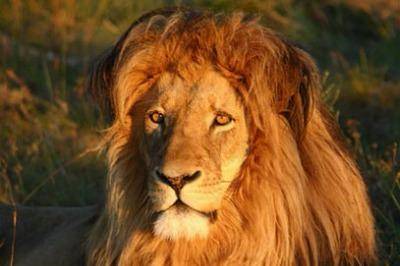 addo-park-lion-experience