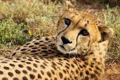 cheetah-breeding