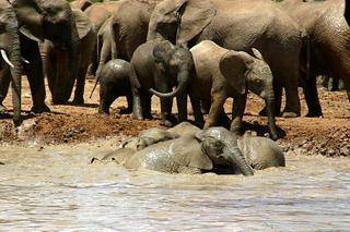 addo elephant12