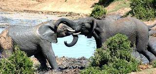 elephant5b