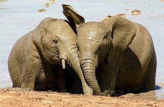 wedding elephant1b