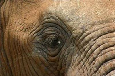 addo-park-game-drive addo-park-game-drive