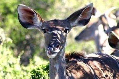 addo-park-game-drives addo-park-game-drives