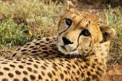 cheetah-breeding cheetah-breeding